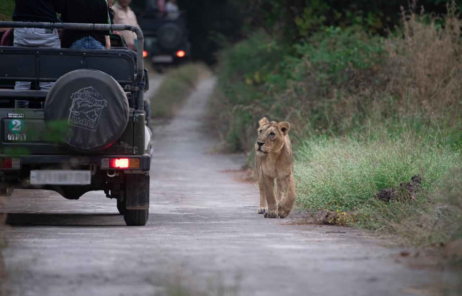 Girnar Safari
