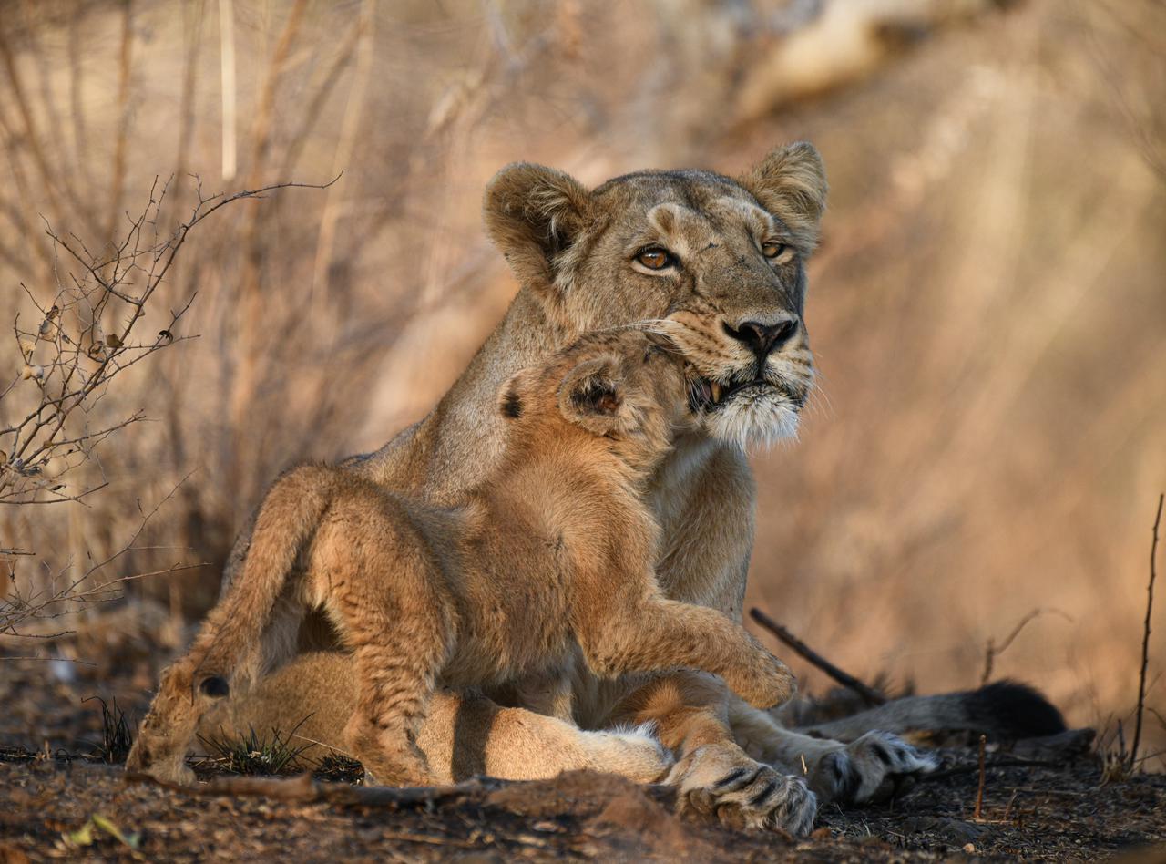 Gir Jungle Safari