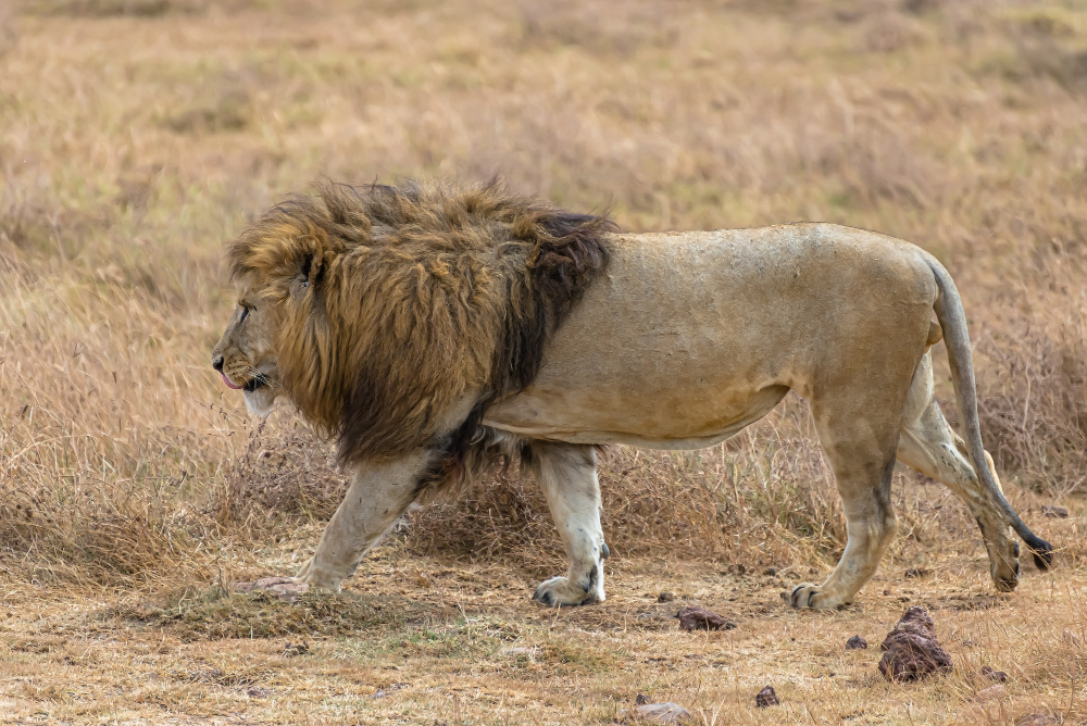 Lion Forest